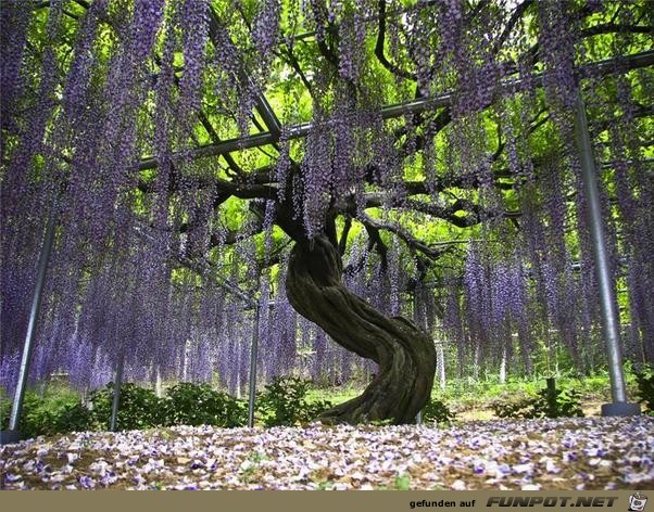 Japanische Blhende Wasserflle