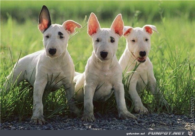 wirklich herzige Hundebabys!