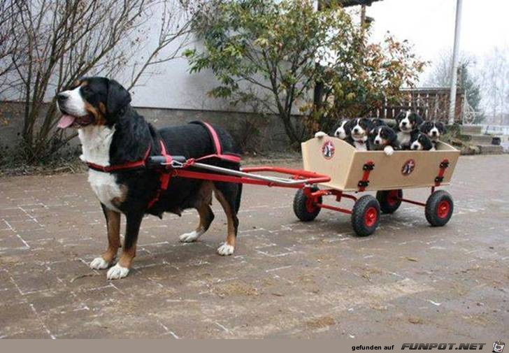Dogs 4 Dogs 4