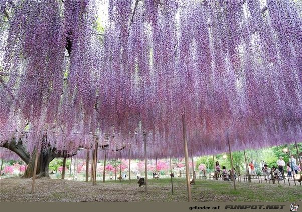 Japanische Blhende Wasserflle