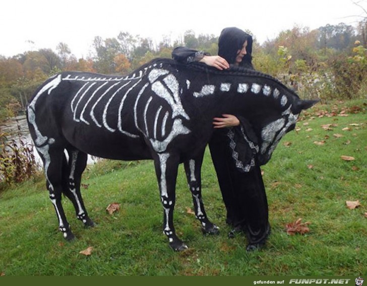 Lustige Halloween-Kostme fr Tiere!