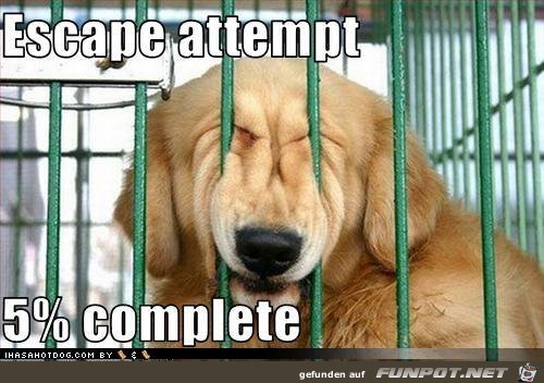 Dogs 6 Dogs 6
