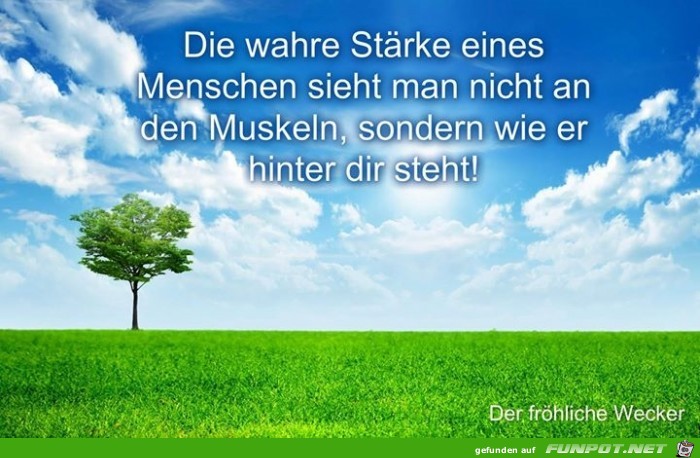 Muskeln Muskeln