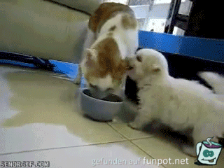 Tiere in Aktion ... animierte GIFs