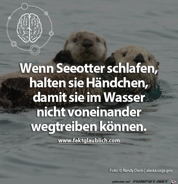 Seeotter Seeotter