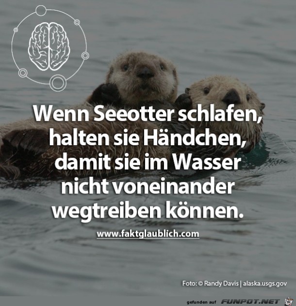 Seeotter