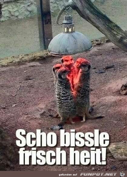 frisch