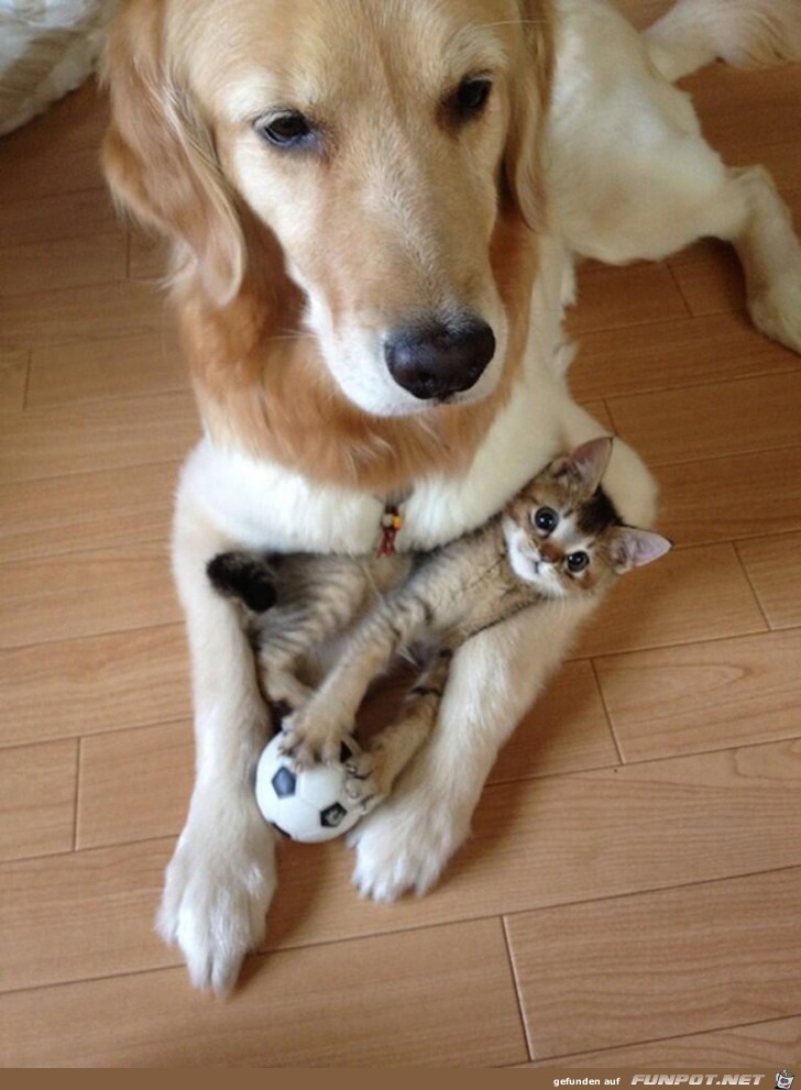 Hunde und Katzen - Tolle Freundschaft!