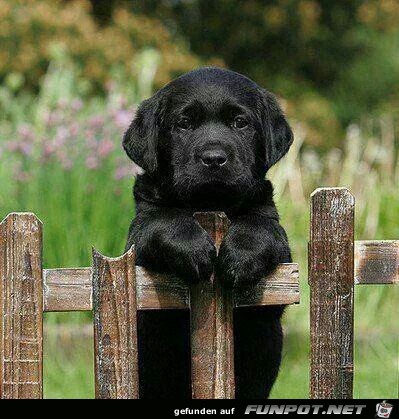 schwarzer Hund schwarzer Hund