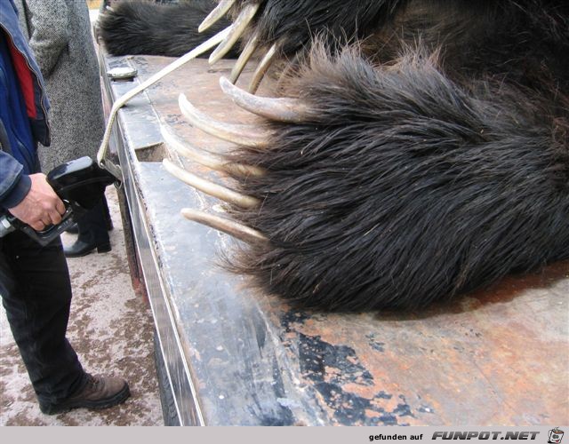 HUGE GRIZZLY BEAR KILLED BY MOTORCYCLE‏