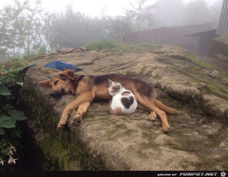 Hunde und Katzen - Tolle Freundschaft!