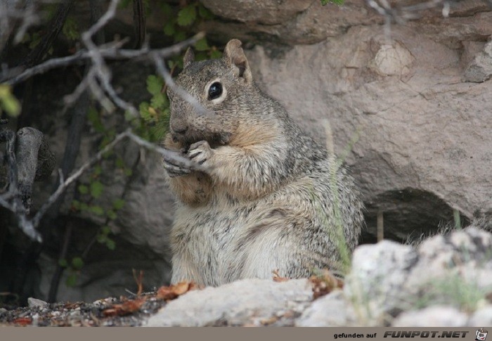 Schoene Tierbilder 12 Schoene Tierbilder 12