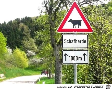 Schafherde