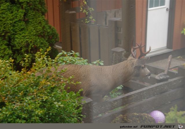 Ein Gru kam aus Port Hardy! Vancouver Island....