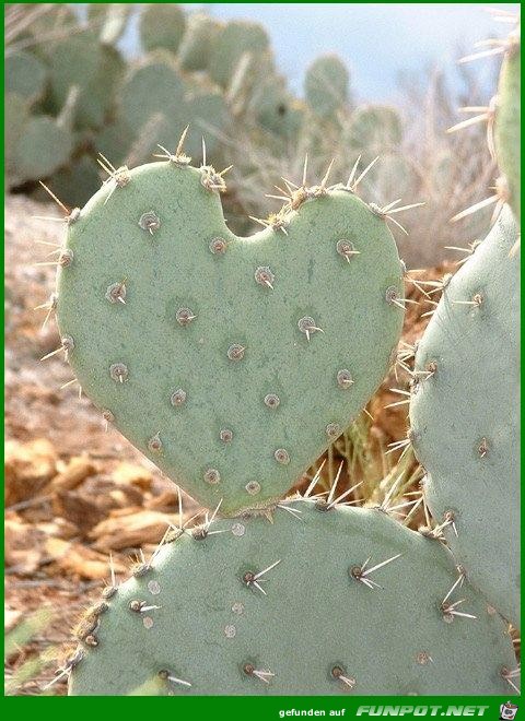 Love20Cactus