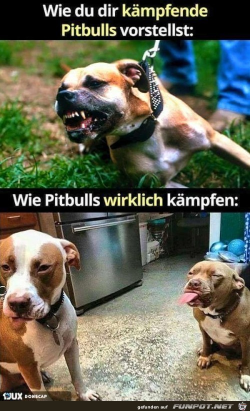 Wie Pitbulls wirklich kmpfen