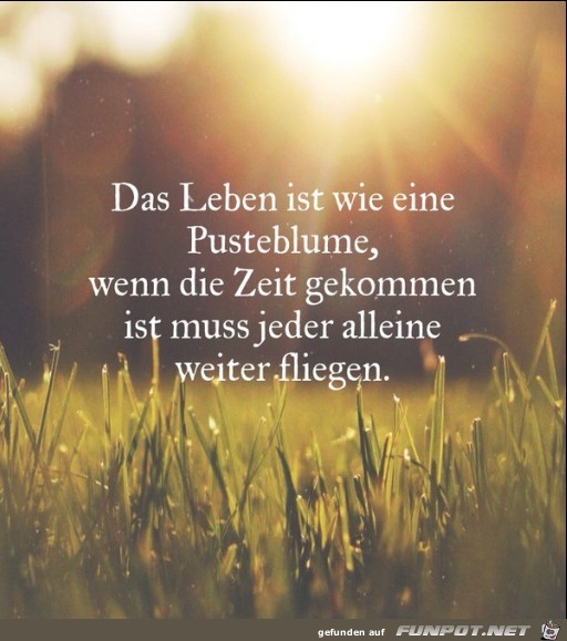 das-leben-ist-wie-eine-pusteblume-