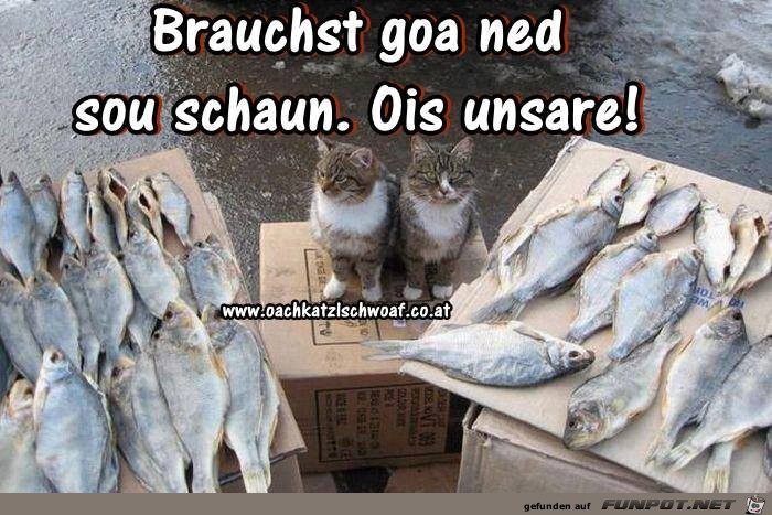 Brauchst gor net so schaun Brauchst gor net so schaun