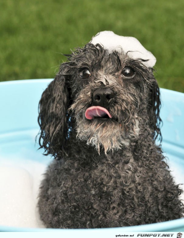 Tiere beim Baden Sind die nicht klasse 15