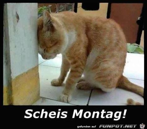 vvmontag