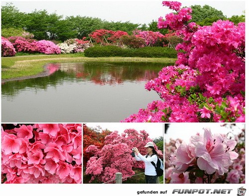 Japanische Blhende Wasserflle