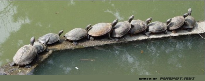 herzige Tierbilder herzige Tierbilder