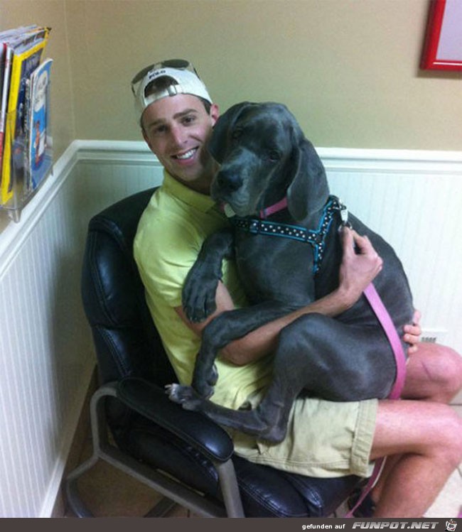 1 funny-scared-animals-vet-chairs 1 funny-scared-animals-vet-chairs