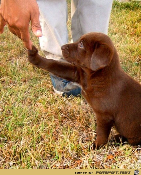 wirklich herzige Hundebabys!