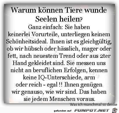 Warum knnen Tiere wunde Seelen heilen...