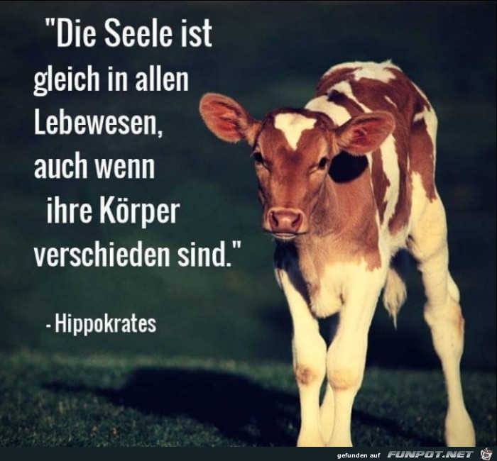 Die Seele ist gleich in allen Lebewesen...