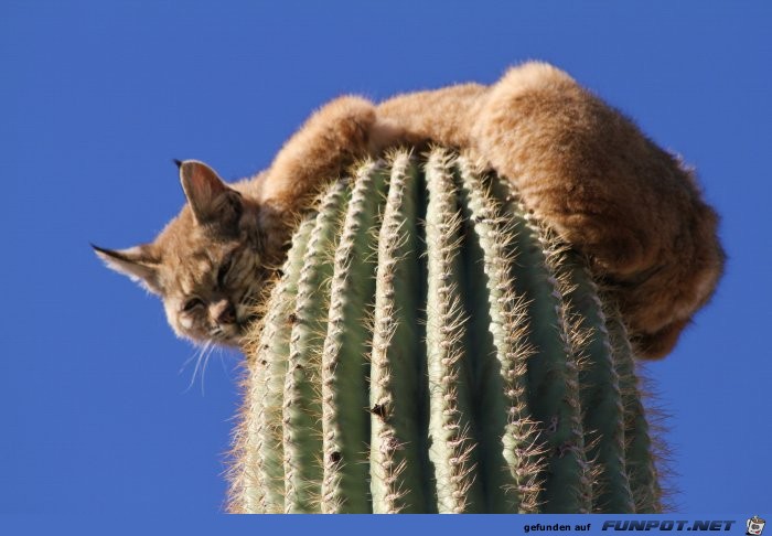 Luchs thront auf der Spitze eines Saguaro Kaktus