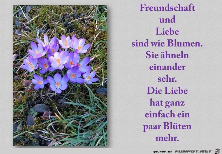 freundschaft und liebe