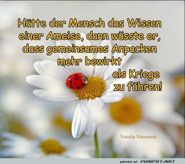 10 sch�ne Spr�che und Lebensweisheiten aus...