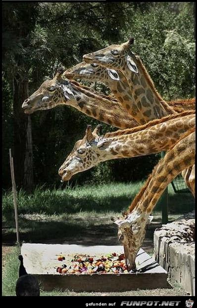 Giraffe Lunchtime