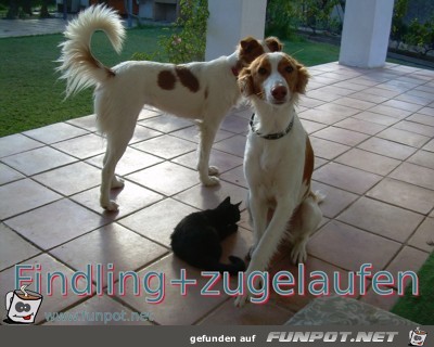 findling zugelaufen findling zugelaufen