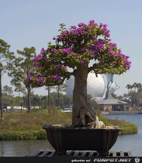 Blhende Bonsai-Bume...