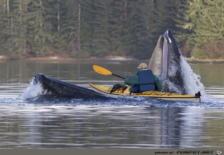 Sitka 1 Sitka 1