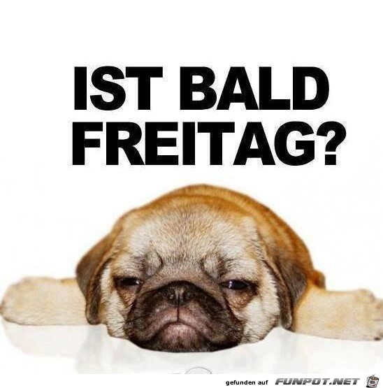 freitag