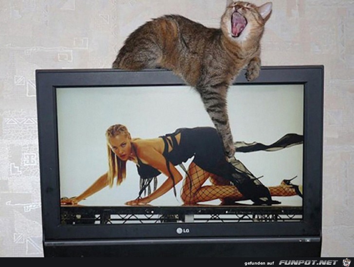 Super Katzen-Bilder - im richtigen Moment abgedrckt!