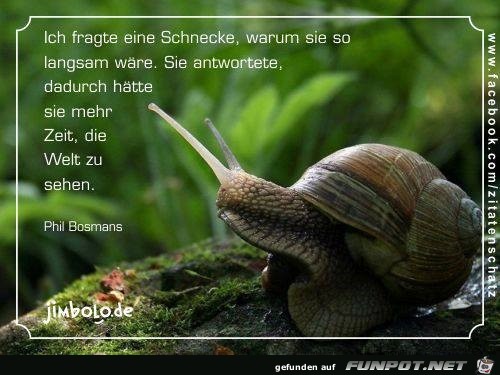 schnecke