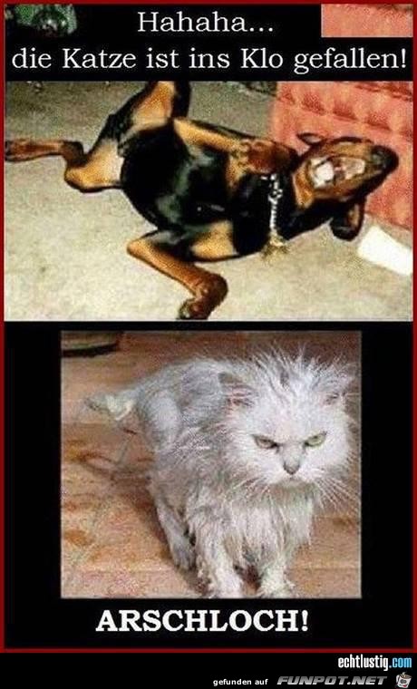 katze katze