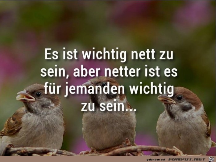 nett nett