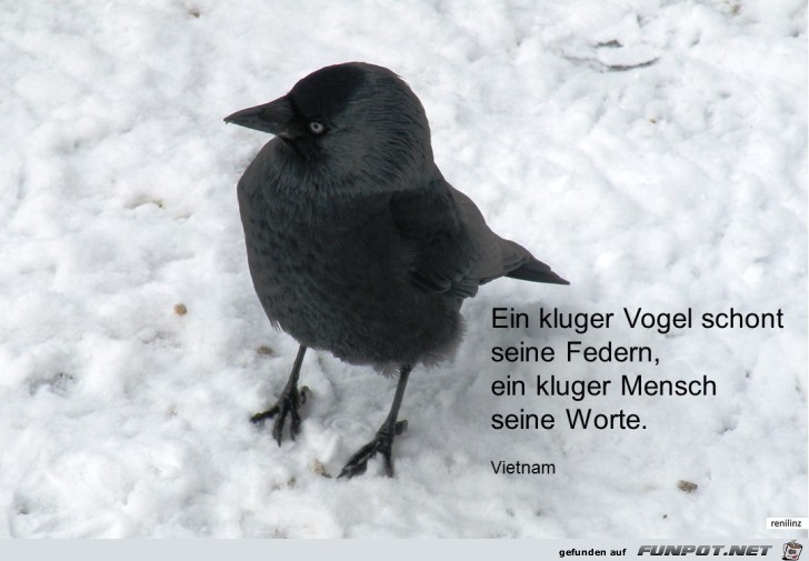 ein kluger Vogel