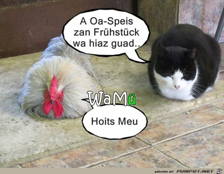 Oaspeis Oaspeis