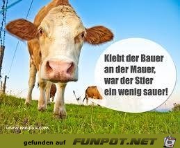 Klebt der Bauer...