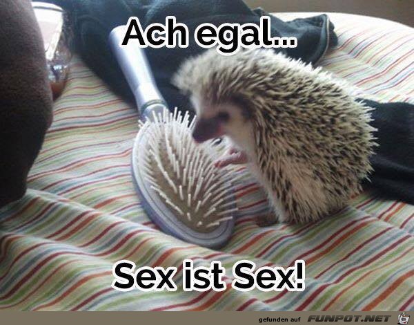 ach-egal ach-egal