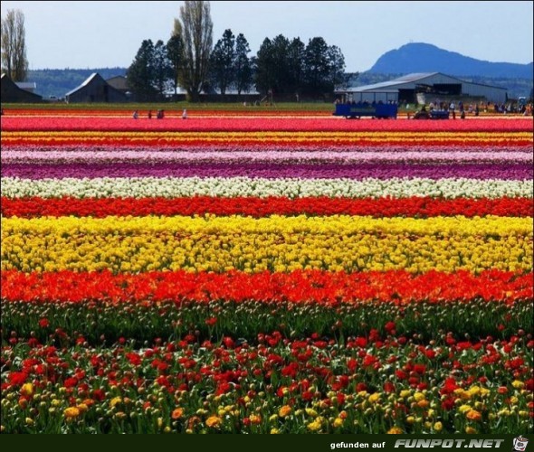 9 Millionen Tulpenzwiebeln!