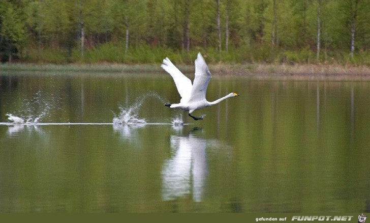 hui is des wasser kalt hui is des wasser kalt