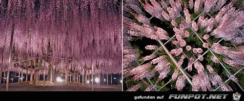 Japanische Blhende Wasserflle