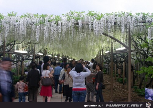 Japanische Blhende Wasserflle